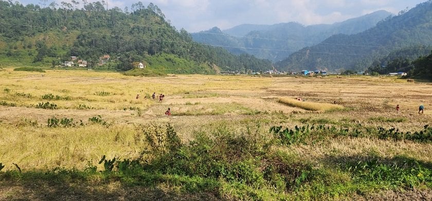 बेमौसमी वर्षाले धान बालीमा क्षति