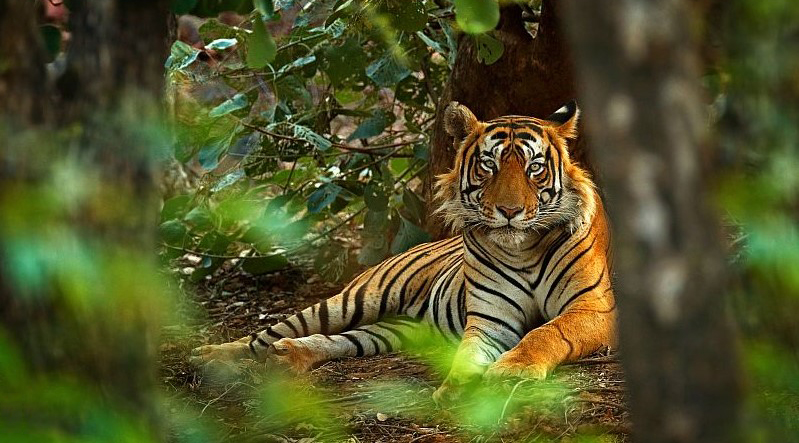 शुक्लाफाँटामा बाघ गणना सुरु