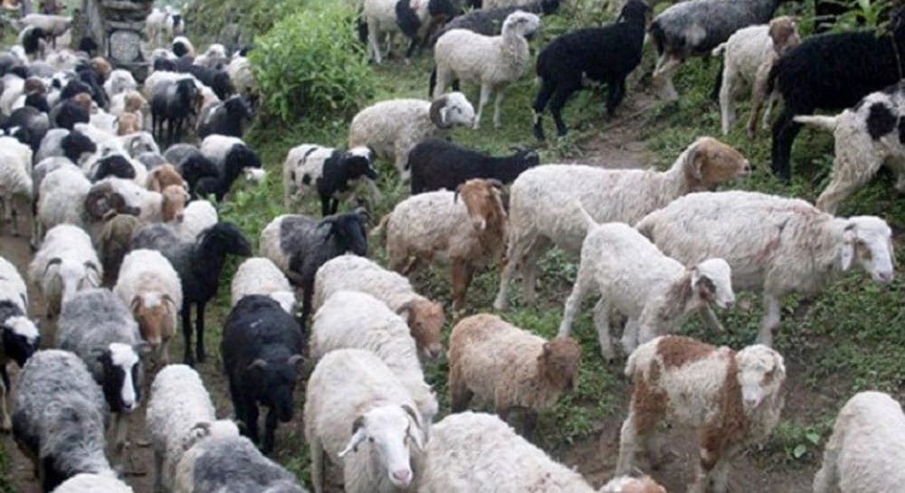 भेडापालन प्रवर्द्धन गर्न गोठालो भत्ता