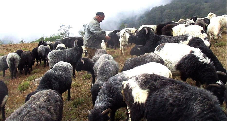 जुम्लामा भेडापालक किसानलाई गोठालो भत्ता