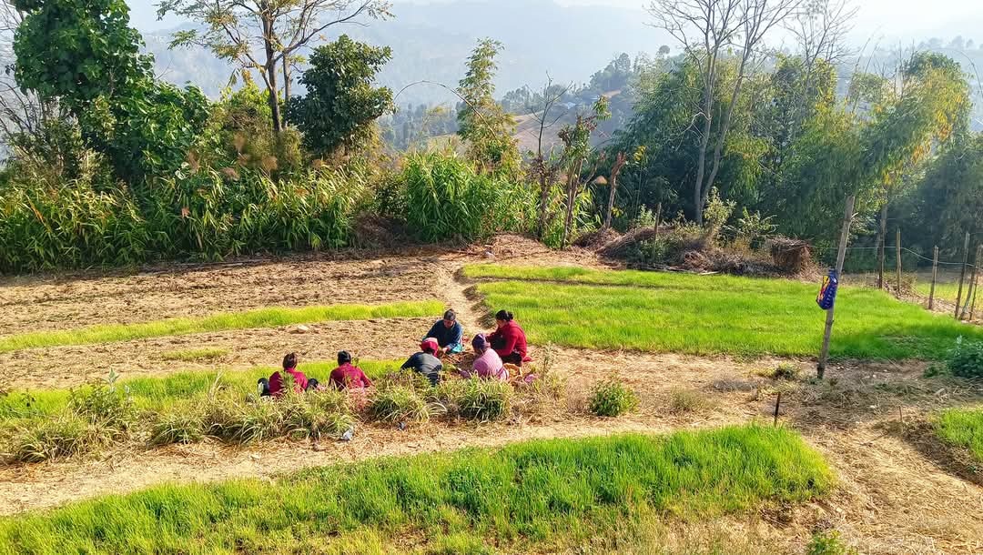 सामूहिक खेतीबाट मनग्य आम्दानी गर्दै भूमिकास्थान नगरपालिका