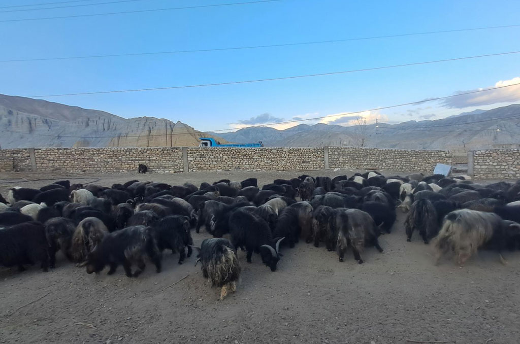 च्याङ्ग्राको नश्ल सुधारम तथा अनुसन्धान स्थल बन्दै मुस्ताङको च्याङ्ग्रा फार्म