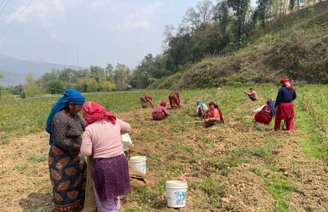 पाल्पाका किसान आलु थन्क्याउन व्यस्त
