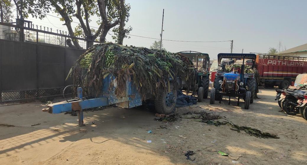 भारतीय केरा नेपाल छिर्दा नेपाली किसान मर्कामा