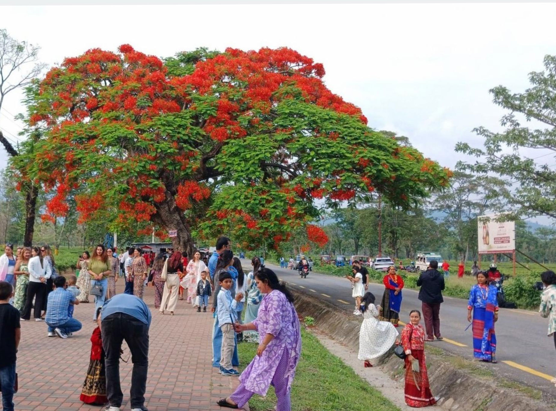 ढकमक्क फुलेका गुलमोहरले पर्यटकलाई लोभ्यायो