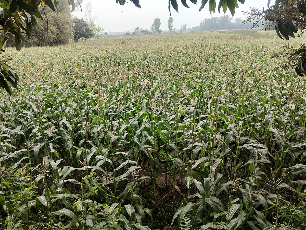 ‘हाइब्रिड’ मकै नपाउँदा किसान विदेशी बीउ प्रयोग गर्न बाध्य
